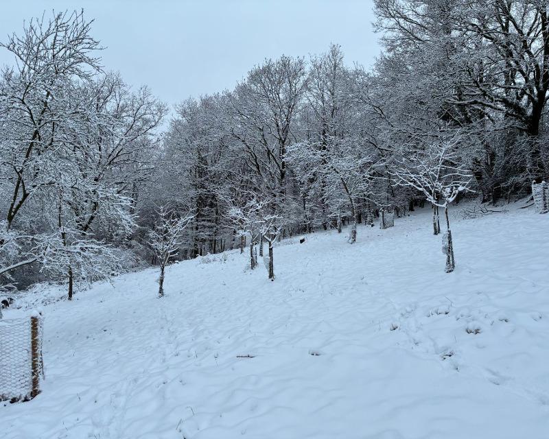 Milieux ligneux